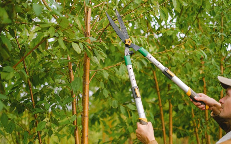 Tree trimming in Weyanoke, LA